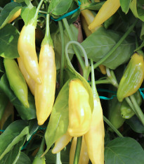 BIO Chilli Lemon Drop - Capsicum baccatum - semená chilli - 7 ks