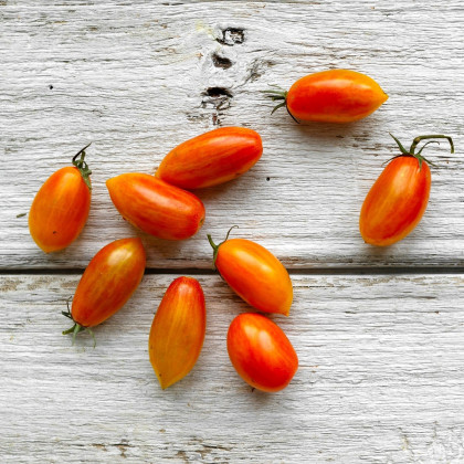 Bio Paradajka Blush - Solanum lycopersicum - bio semená paradajok - 6 ks
