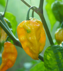 Chilli Fatalii žlté - Capsicum chinense - semená chilli - 6 ks