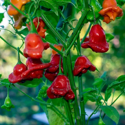 Chilli Bishops Crown - Capsicum baccatum - semena chilli - 6 ks