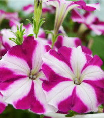 Petúnia Musica F1 Purple Star - Petunia x grandiflora - semená petúnie - 30 ks