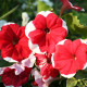 Petúnia Musica F1 Red Frost - Petunia x grandiflora - semená petúnie - 30 ks