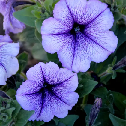 Petúnia Musica F1 Blue Vein - Petunia x grandiflora - semená petúnie - 30 ks