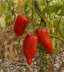 BIO Paradajka Andine Cornue - Solanum lycopersicum - bio semená paradajky - 8 ks