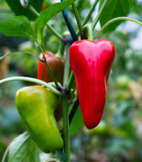 BIO Chilli Salsa - Capsicum annuum - semená papriky - 7 ks