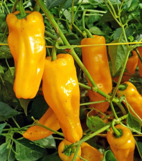 BIO Chilli Marseillais - Capsicum annuum - bio semená chilli - 7 ks