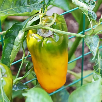 BIO Chilli Marseillais - Capsicum annuum - bio semená chilli - 7ks