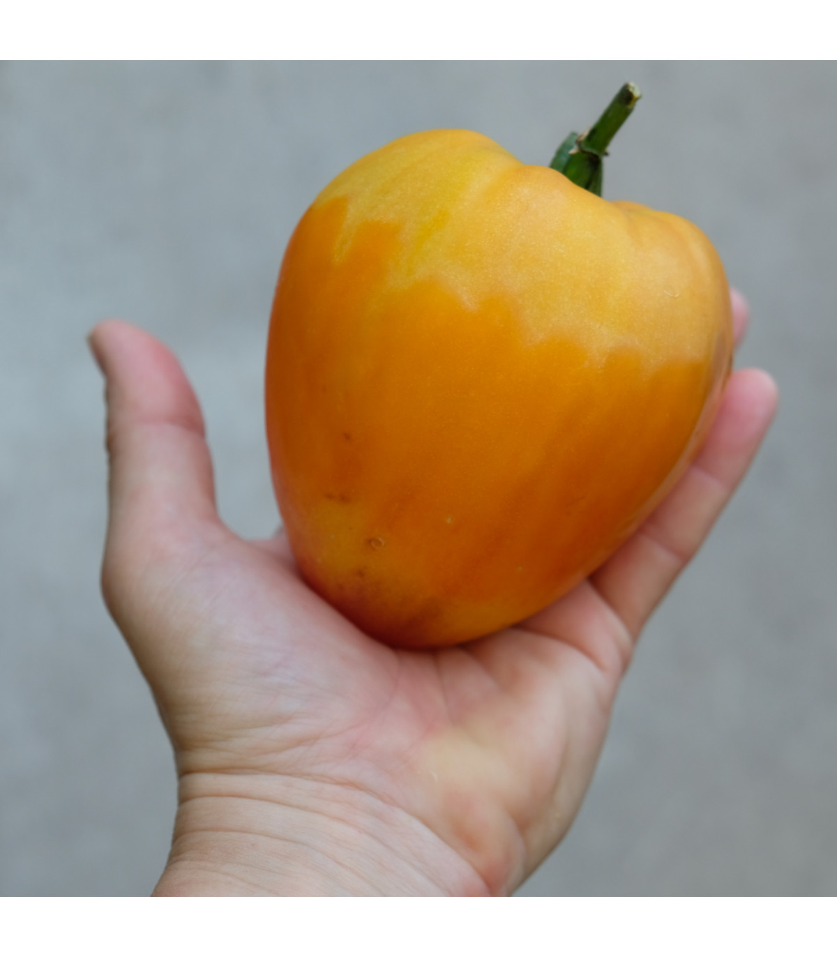 Paradajka Oxheart Orange - Lycopersicon esculentum - semená paradajok - 10 ks
