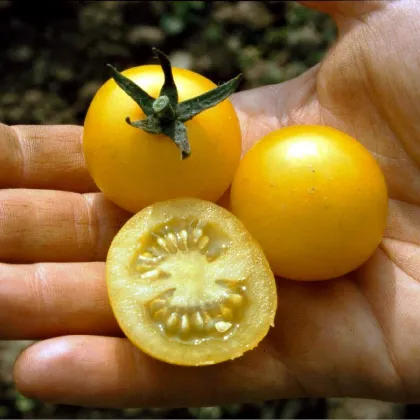 Paradajka žltá Cerise - Solanum lycopersicum - semená paradajky - 10 ks