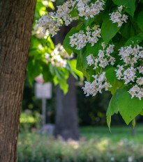 Katalpa trubačovitá - Catalpa bignonioides - semená katalpy - 8 ks