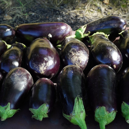 BIO Baklažán Meronda - Solanum melongena - semená baklažánu - 15 ks