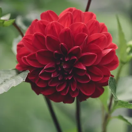 Georgína Thomas Edison - Dahlia - hľuzy georgíny - 1 ks