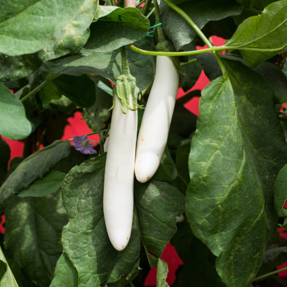 Baklažán Biely Rytier F1 - Solanum melongena - semená baklažánu - 10 ks