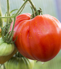 Paradajka tyčková Oxheart - Solanum lycopersicum - semená paradajok - 20 ks