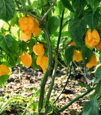 Chilli Carolina Reaper yellow – Capsicum chinense – semená chilli – 5 ks