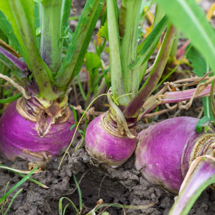 BIO Reďkovka jesenná fialová - Raphanus sativus - bio semená reďkovky - 80 ks