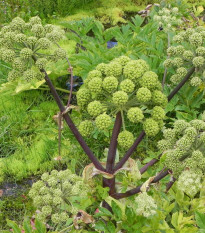 Archangelika lekárska - Angelica archangelica - semená archangeliky - 70 ks