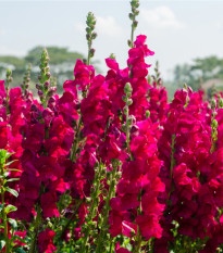 Papuľka väčšia tmavoružová - Antirrhinum majus - semená papuľky - 20 ks