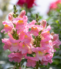 Papuľka väčšia svetloružová - Antirrhinum majus - semená papuľky - 20 ks