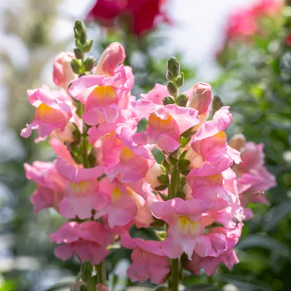 Papuľka väčšia svetloružová - Antirrhinum majus - semená papuľky - 20 ks