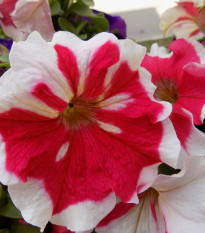 Petúnia Frost Fire - Petunia x grandiflora - semená petúnie - 30 ks