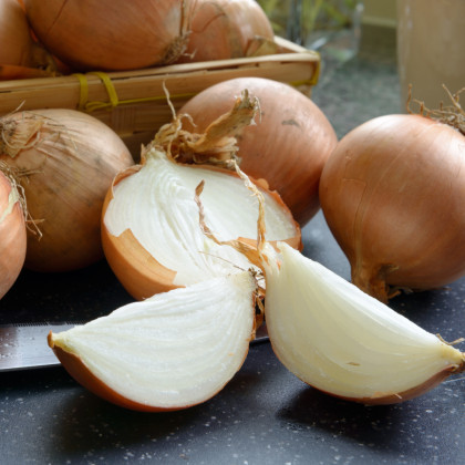 BIO Cibuľa sadzačka Contado F1 - Allium cepa - bio cibuľky - 50 ks
