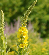 Divozel sápovitý - Verbascum phlomoides - semená divozelu - 0,1 g