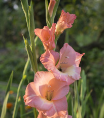 Gladiola Rose Supreme - Gladiolus - hľuzy gladiol - 3 ks