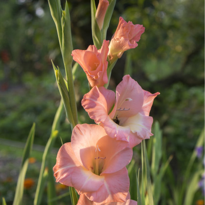 Gladiola Rose Supreme - Gladiolus - hľuzy gladiol - 3 ks