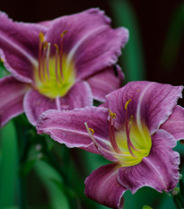 Ľaliovka Blue Sea - Hemerocallis - hľuzy ľaliovky - 1 ks