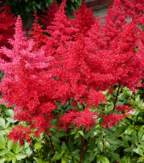 Astilba Koblenz - Astilbe - hľuzy astilby - 1 ks