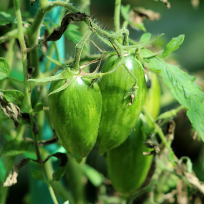 BIO Paradajka Green Tiger - Solanum lycopersicum - bio semená paradajky - 7 ks