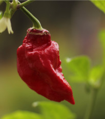 Brazílske korenie - Capsicum Chinense - semená chilli - 6 ks