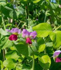 BIO Hrach cukrový Golden Sweet - Pisum sativum - bio semená hrachu - 35 ks