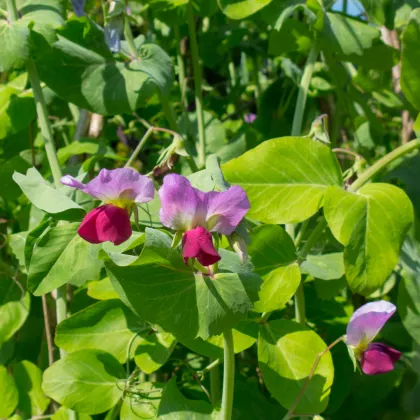 BIO Hrach cukrový Golden Sweet - Pisum sativum - bio semená hrachu - 35 ks