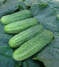 Uhorka nakladačka Everest F1 - Cucumis sativus - semená uhorky - 15 ks