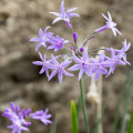 Cesnaková tráva - Tulbaghia violacea - semená cesnakovej trávy - 5 ks