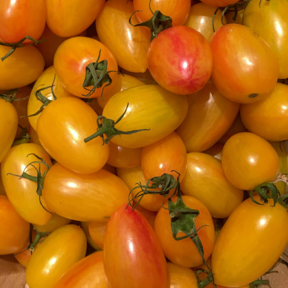 Paradajka Artisan Blush Tiger – Solanum lycopersicum – semená paradajky – 6 ks