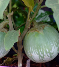 Baklažán Zelené jablko - Solanum melongena - semená baklažánu - 6 ks