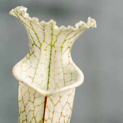 Saracénia bielolistá biela - Sarracenia leucophylla - semená saracénie - 10 ks