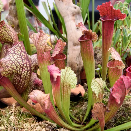 Saracénia mix - Sarracenia - semená saracénie - 10 ks