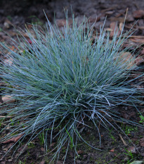 Kostrava Walliská Buddy Blue - Festuca valesiaca - semená kostravy - 20 ks