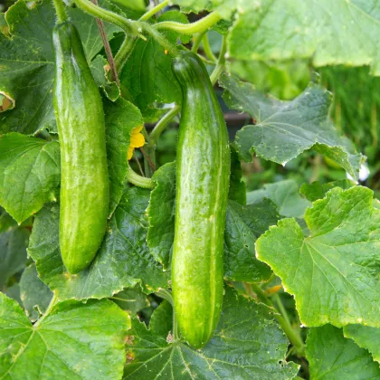 BIO Uhorka Picolino F1 - Cucumis sativus - semená uhorky - 4 ks