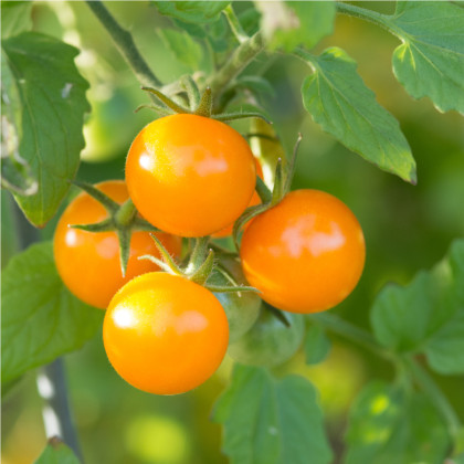 Paradajka Yoney F1- Solanum lycopersicum - semená paradajok - 6 ks