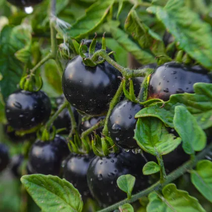 BIO Paradajka Indigo Rose - Solanum lycopersicum - semená paradajok - 7 ks