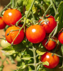 BIO Paradajka koktejlová Primavera - Solanum lycopersicum - semená paradajok - 7 ks