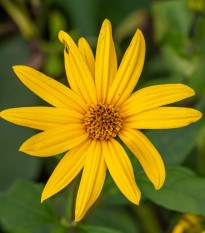 Topinambur červený Violet de Rennes - Helianthus tuberosus - voľnokorenné sadenice topinamburu - 1 ks