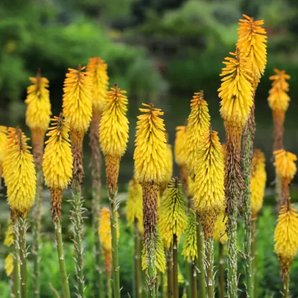 Mnohokvet Minister Verschuur - Kniphofia - voľnokorenné sadenice mnohokvetu - 1 ks