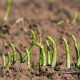 Špargľa Boonlim zelená - Asparagus officinalis - voľnokorenné sadenice špargle - 2 ks