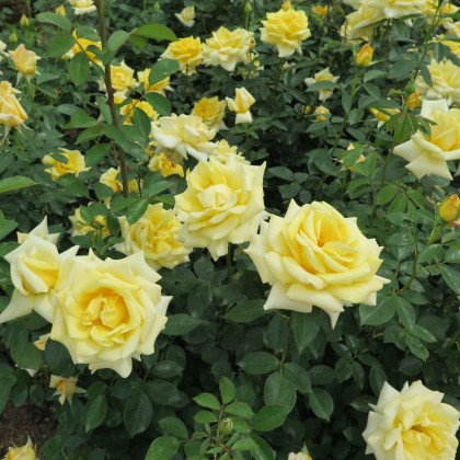 Ruža veľkokvetá popínavá žltá - Rosa - voľnokorenné sadenice ruží - 1 ks
